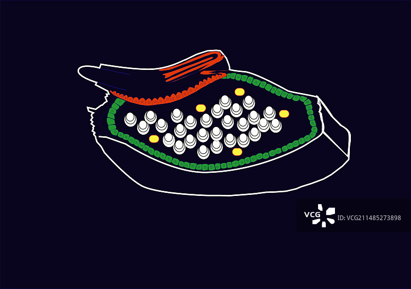 种子结构艺术图片素材