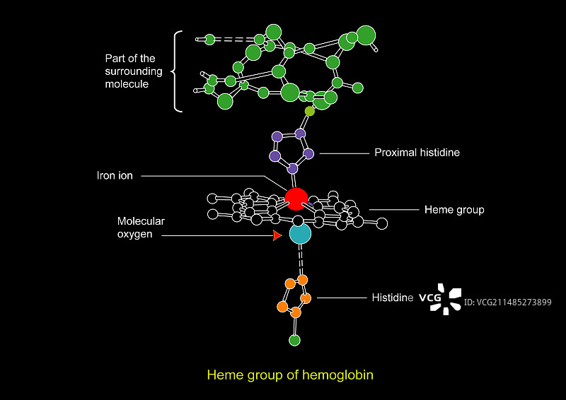 血红蛋白中的血红素基团图图片素材