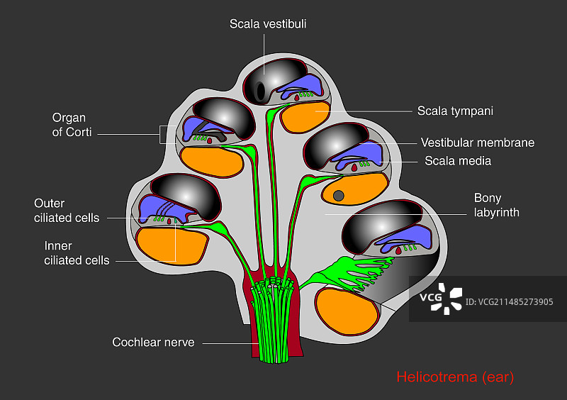耳蜗螺旋耳蜗结构示意图图片素材