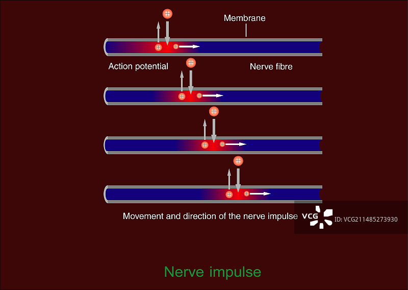 神经脉冲传播图图片素材