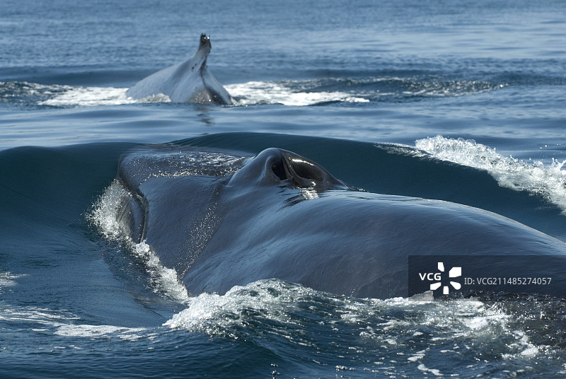 长须鲸图片素材