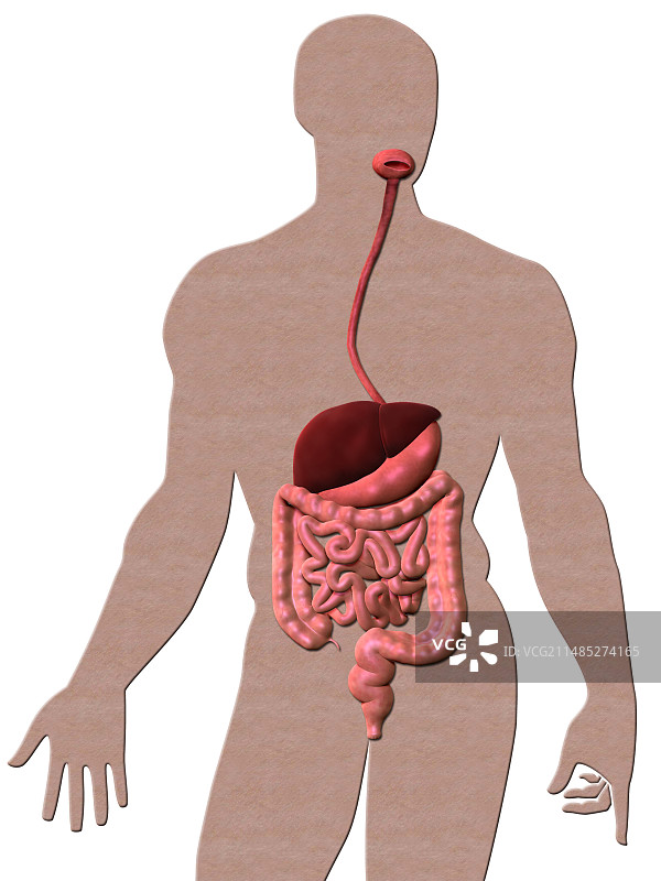 消化系统，艺术作品图片素材