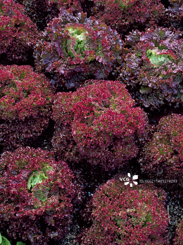 罗莎红莴苣图片素材