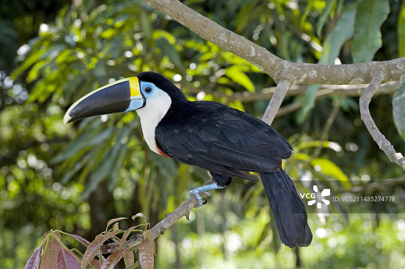白喉巨嘴鸟图片素材