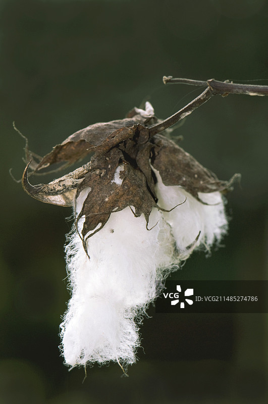 棉铃图片素材