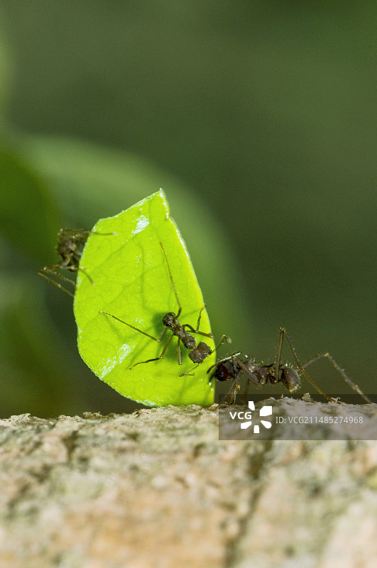 切叶蚁图片素材
