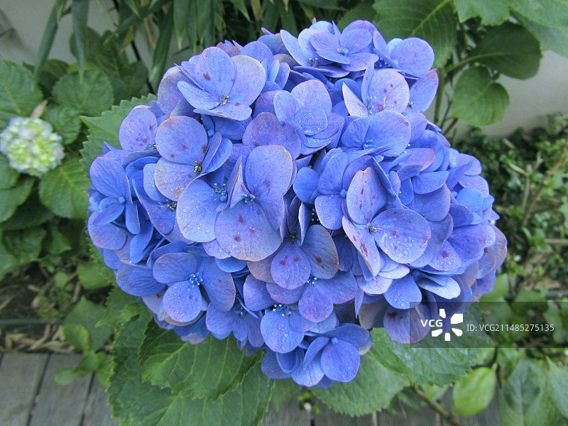 绣球花花簇图片素材