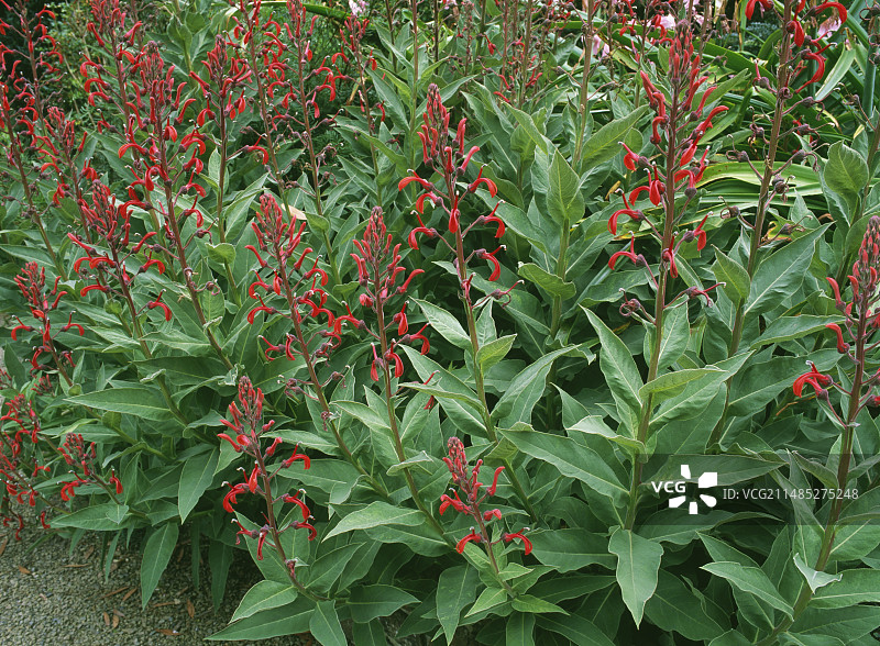 Lobelia tupa图片素材