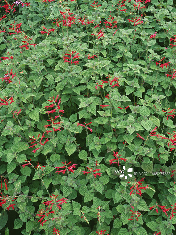 优雅鼠尾草图片素材