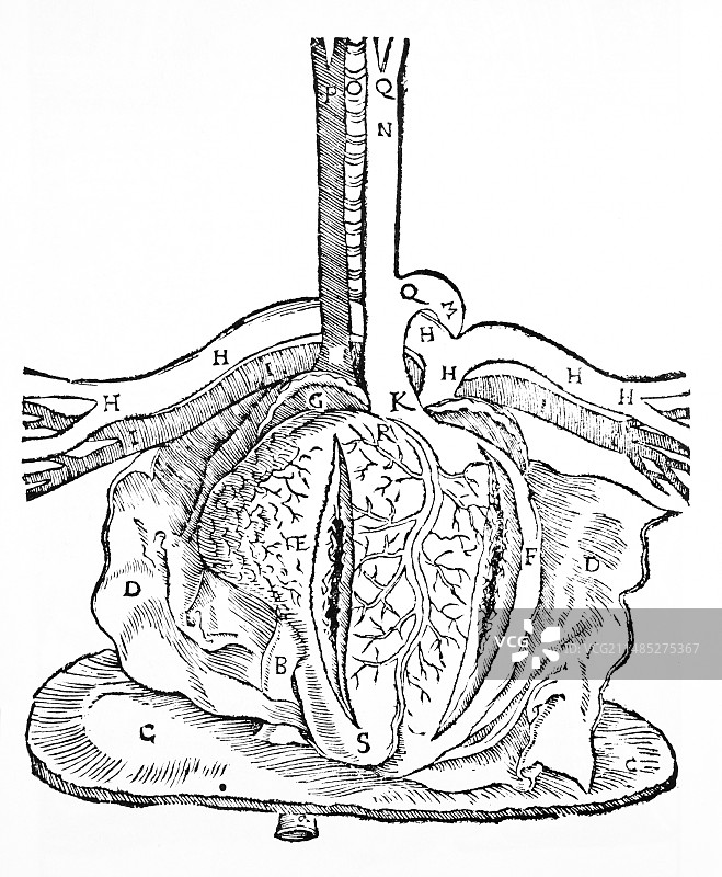 16世纪的心脏解剖图图片素材
