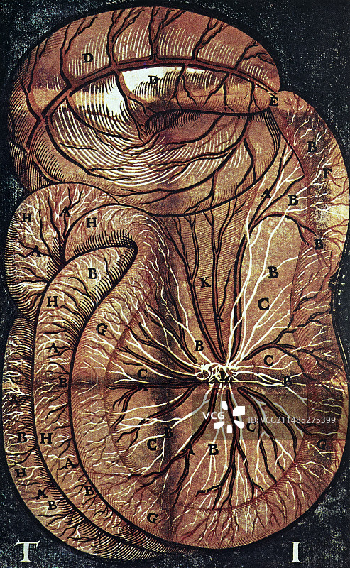 17世纪的淋巴系统图片素材