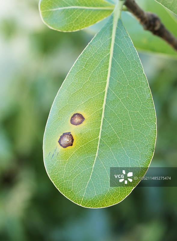 海桐叶斑图片素材