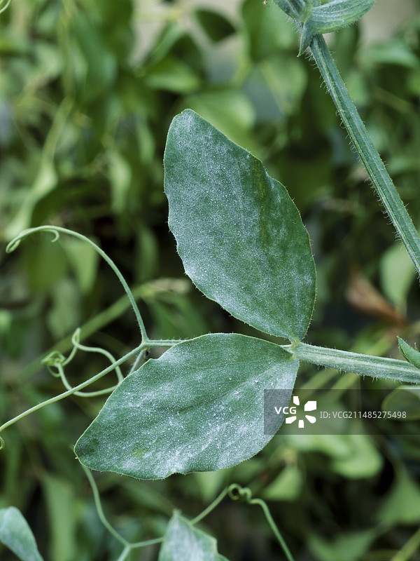 白粉病图片素材