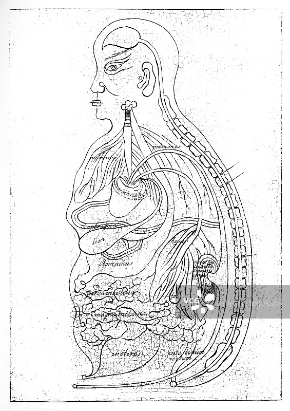 17世纪人体内部器官图片素材