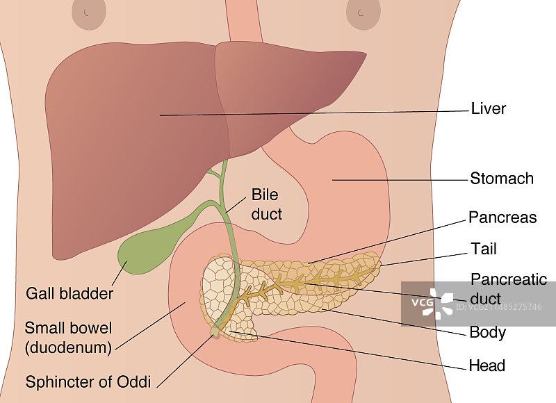 胰腺医学插图图片素材