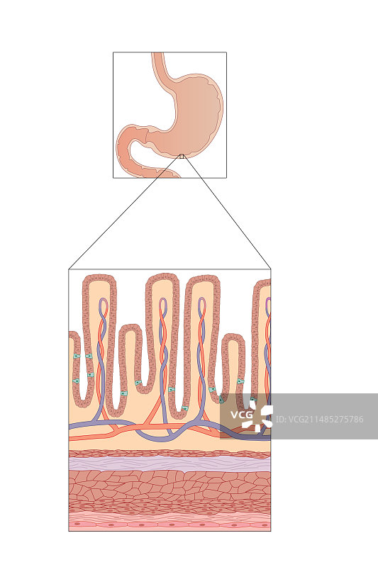 胃壁艺术图图片素材
