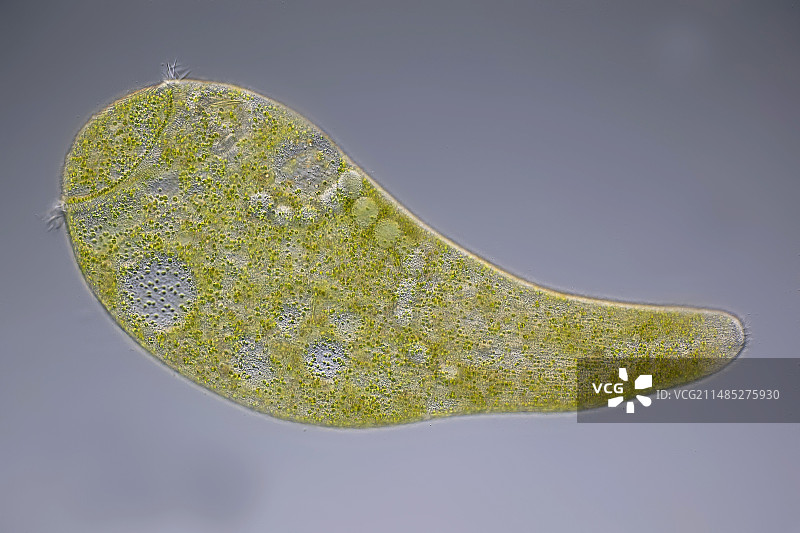 喇叭虫纤毛原生动物显微照片图片素材