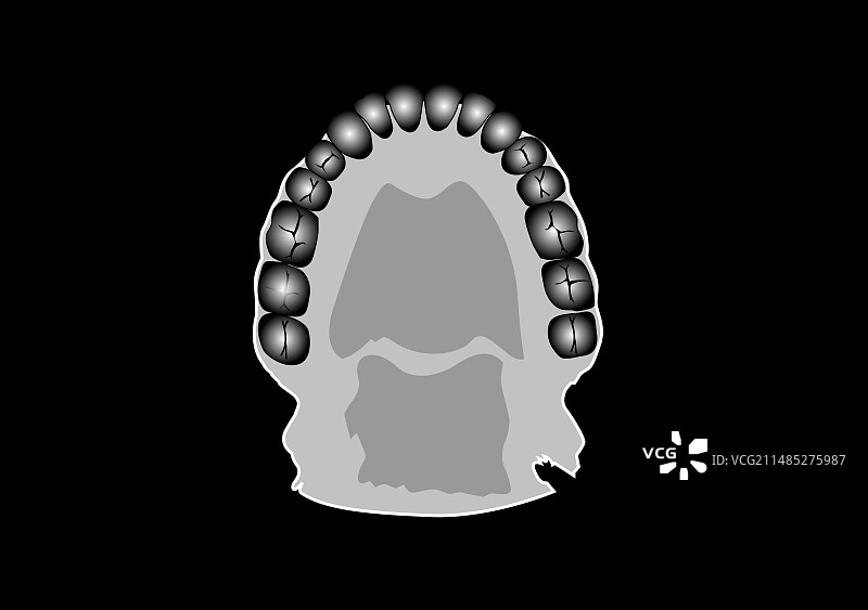 人体牙齿解剖结构图图片素材