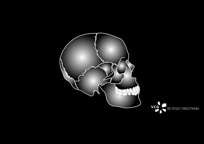 人体颅骨解剖结构图图片素材