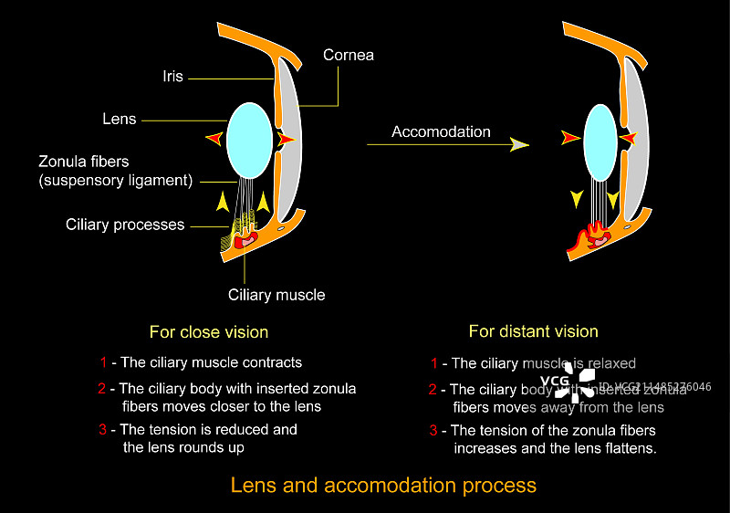 眼睛晶状体和调节图图片素材