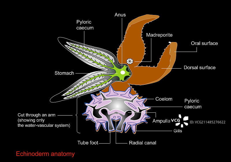 海胆解剖结构图图片素材