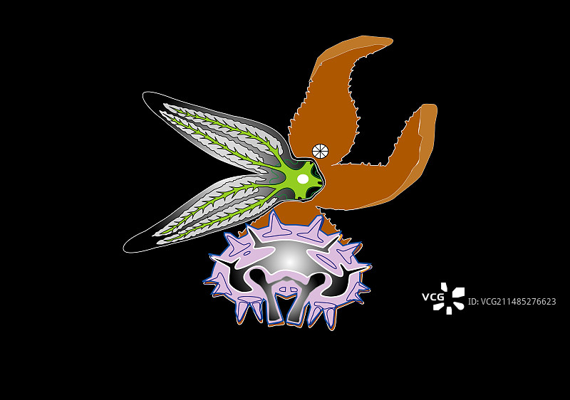 海胆解剖结构图图片素材