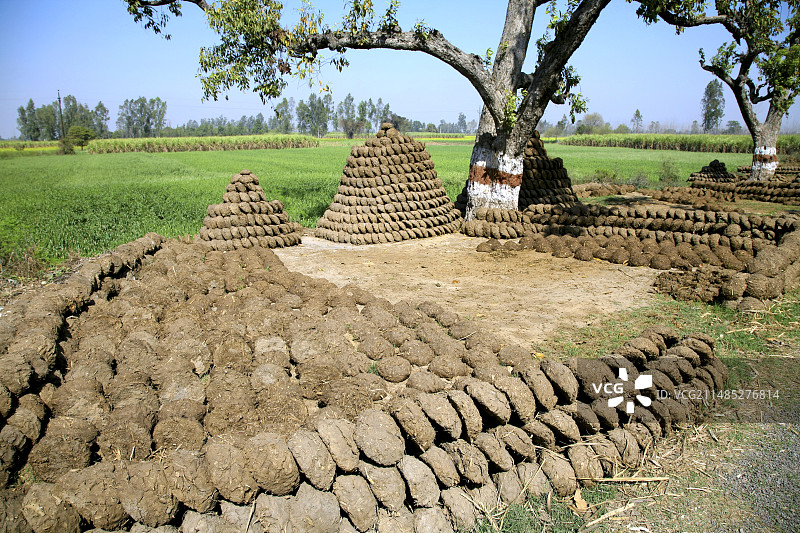 印度，阳光下晒干的牛粪图片素材
