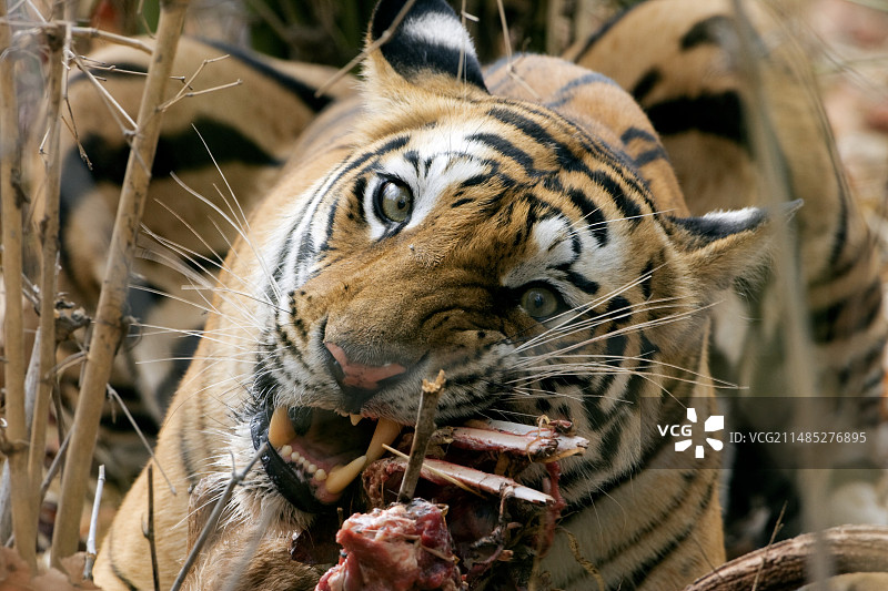 孟加拉虎图片素材