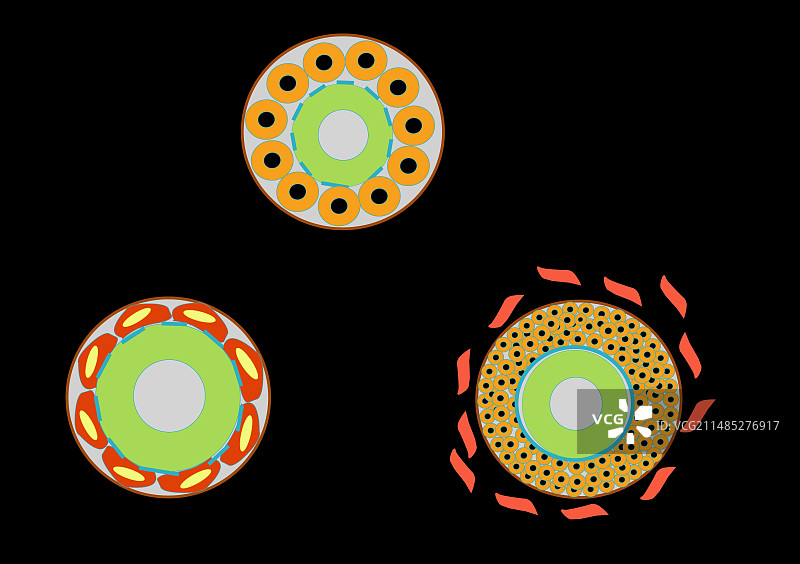 卵巢滤泡成熟过程，艺术作品图片素材