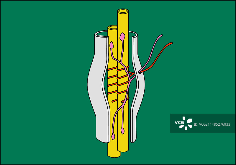 神经肌肉纺锤体艺术作品图片素材