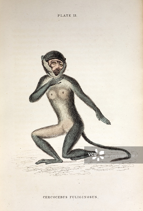 1833年花园白眉猴图片素材