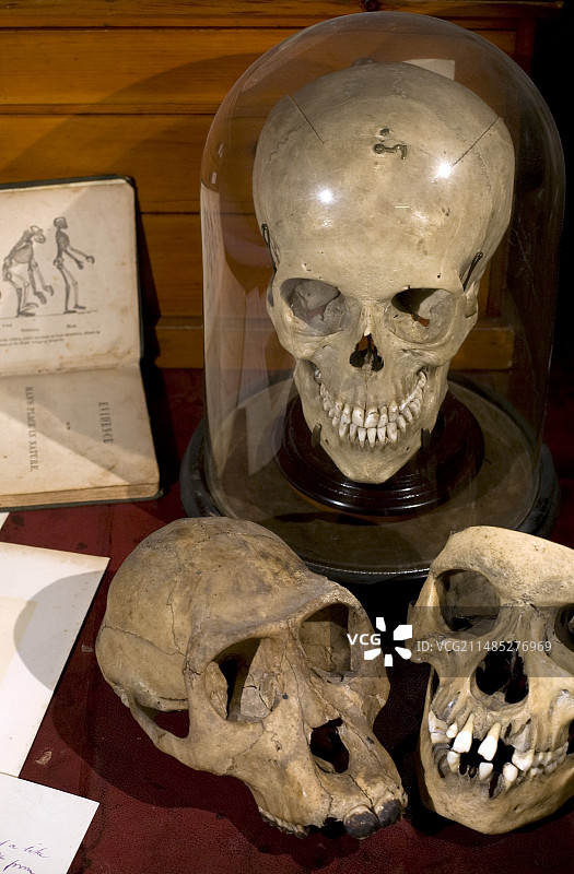 赫胥黎《人类在自然界的位置》头骨图片素材