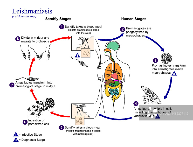 利什曼原虫生命周期图片素材