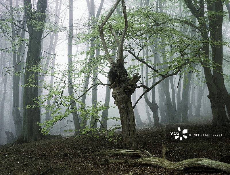 英国的古老林地图片素材