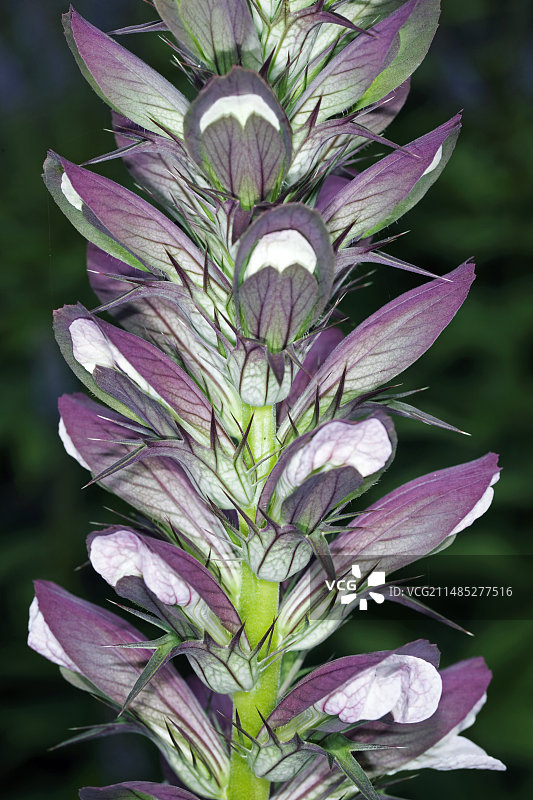 熊掌花图片素材