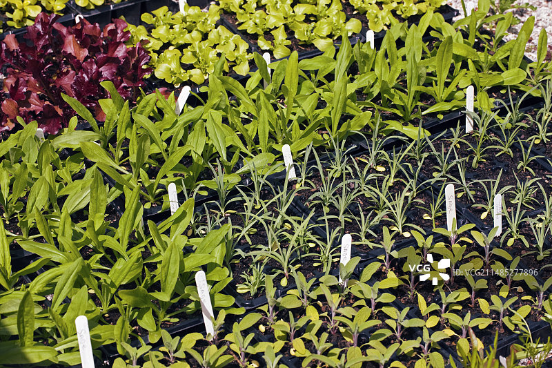 带有标签的幼苗图片素材