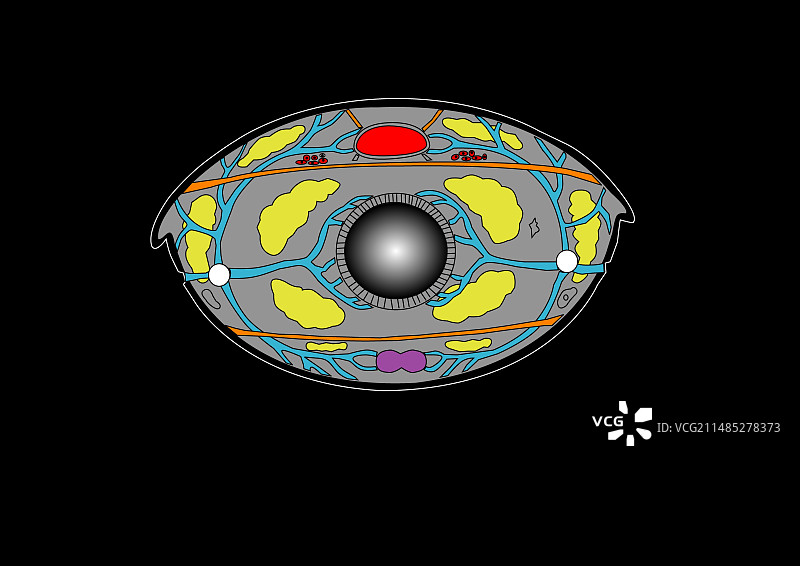 昆虫解剖结构艺术图图片素材