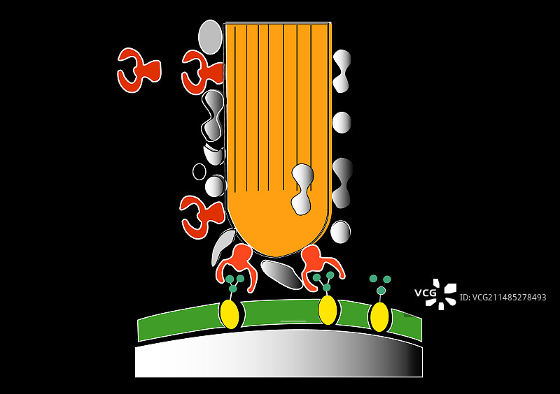 顶体反应艺术图图片素材