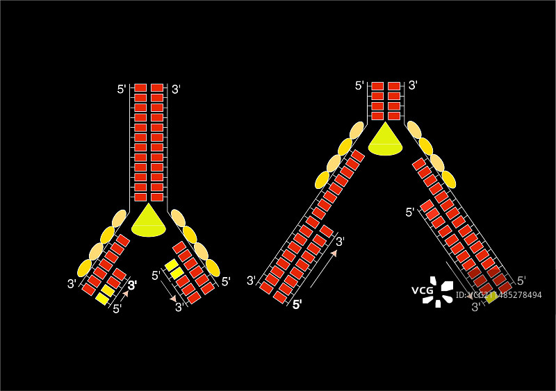 DNA复制，艺术作品图片素材