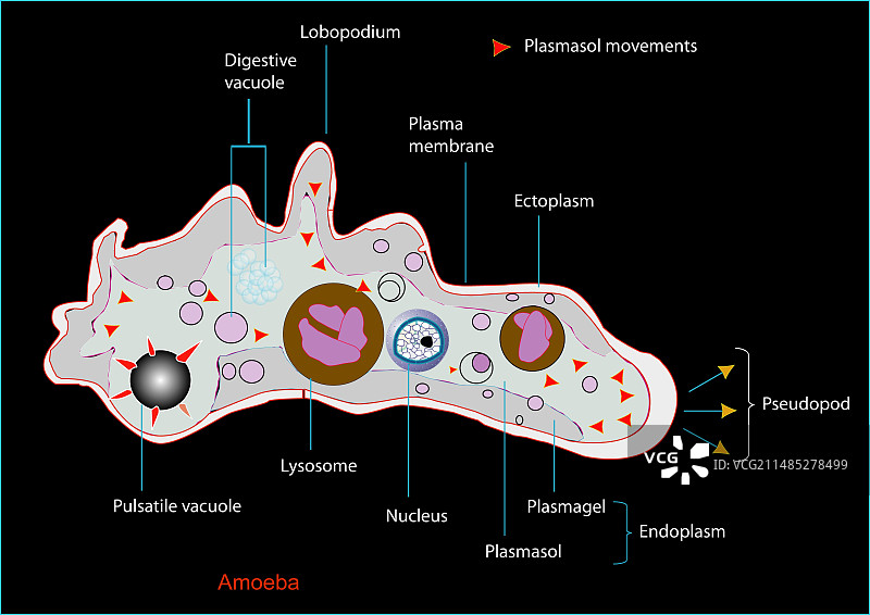 变形虫艺术作品图片素材