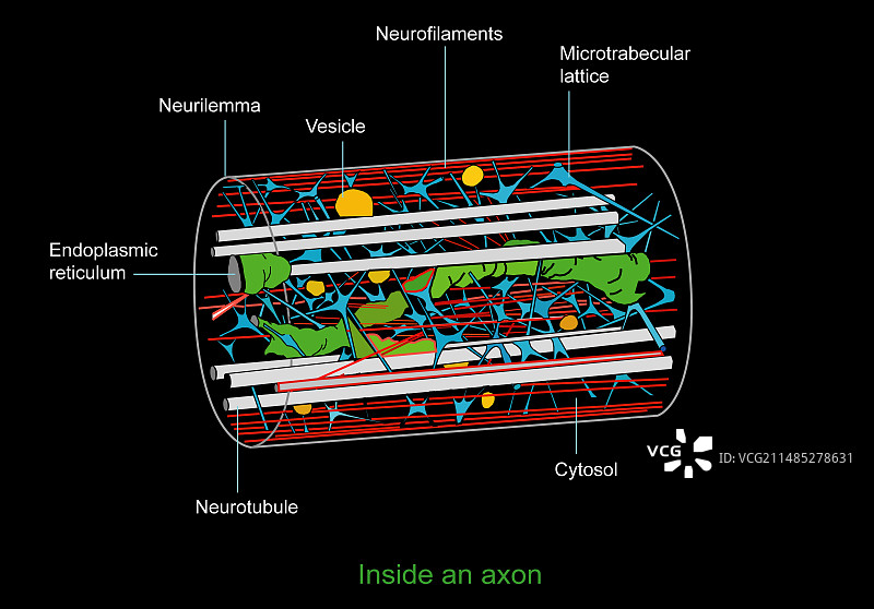 轴突解剖结构图图片素材