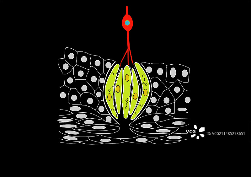 味蕾解剖结构图图片素材