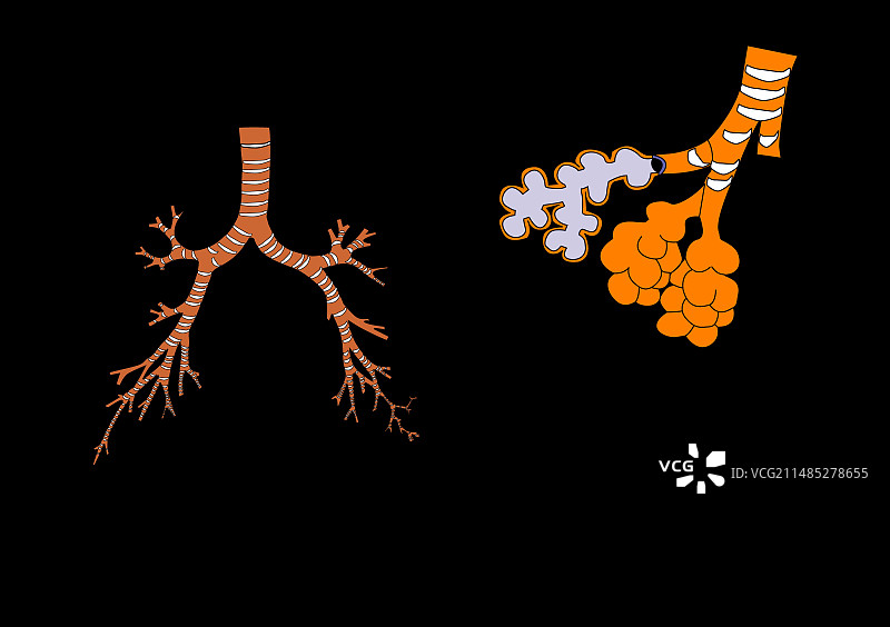 支气管和细支气管艺术图图片素材