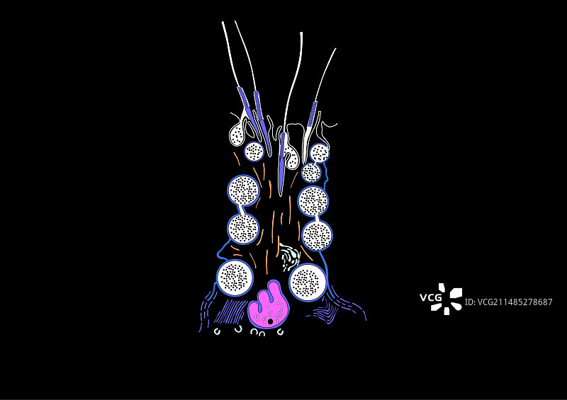 睾丸支持细胞艺术图图片素材