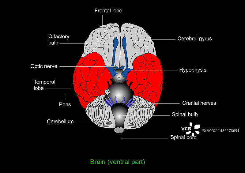 大脑解剖结构图图片素材