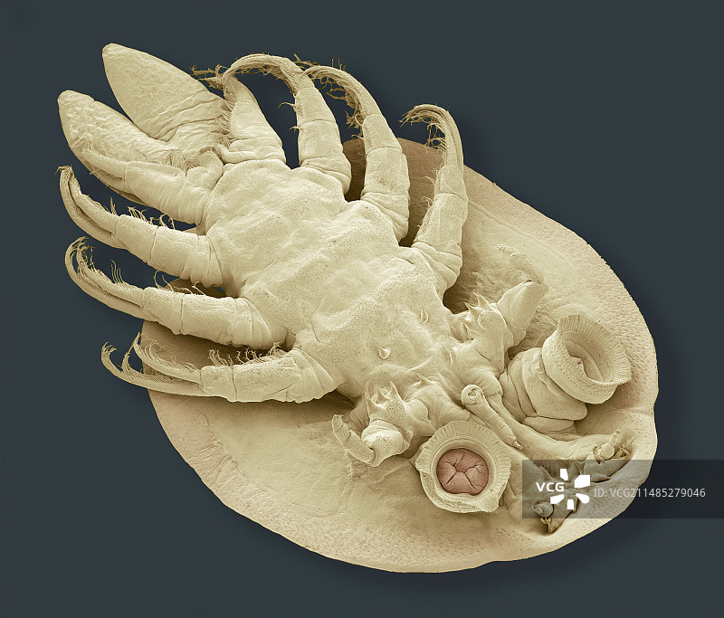 鱼虱（扫描电镜照片）图片素材