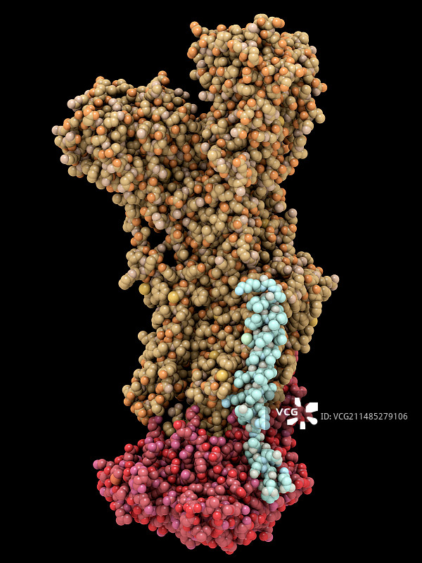 钠钾泵分子图片素材