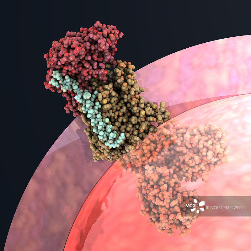 钠钾泵分子图片素材