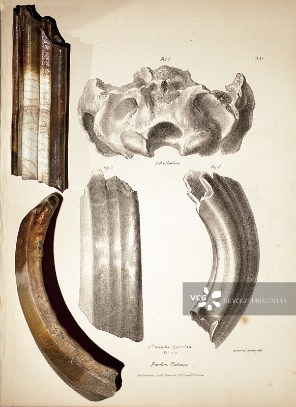 达尔文的毒弓齿兽牙齿图片素材