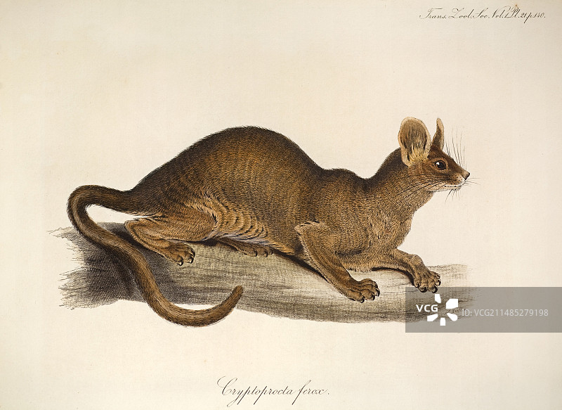 利尔的隐肛猫（1835年）图片素材